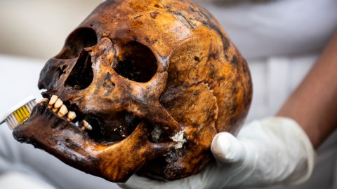 Antropólogo descubre cráneo humano real entre artículos de Halloween de tienda en Florida