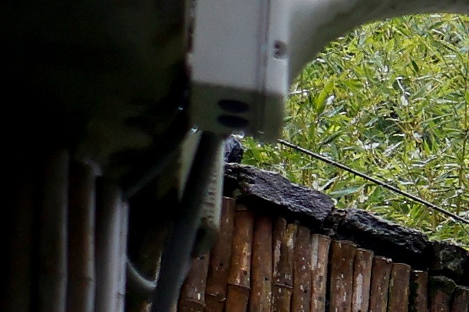Zoológico de Washington devuelve sus pandas a China después de 23 años en EE.UU.