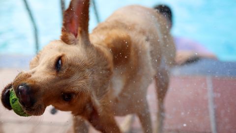 Test de inteligencia en perros: el labrador es el más trope