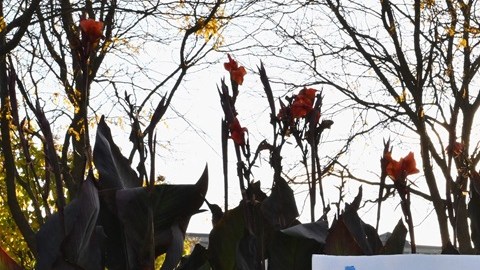 Ofrecen matrícula universitaria gratuita a familiares y víctimas del tiroteo en Maine