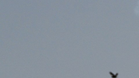 Aumentan voces en EE.UU. para cese al fuego en Gaza.