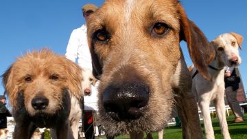 Autoridades alertan de misteriosa enfermedad y potencialmente mortal para perros en varios estados