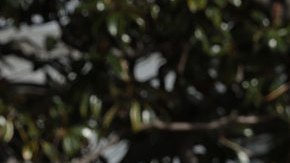 Joe Biden celebra su cumpleaños 81 indultando a dos pavos de Acción de Gracias