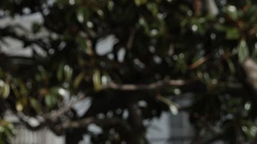 Joe Biden celebra su cumpleaños 81 indultando a dos pavos de Acción de Gracias