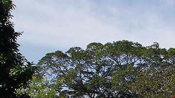 Violencia en Michoacán