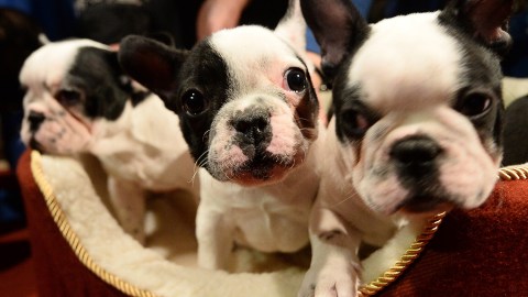 French Bulldog puppies pose as the 2013 most popular dog breeds in the US are unveiled to the press at the American Kennel Club in New York on January 31, 2014. The top most popular breeds are in order Labrador Retriever, German Shepherd Dog, Golden Retriever, Beagle and Bulldog, including French Bulldog. AFP PHOTO/Emmanuel Dunand (Photo credit should read EMMANUEL DUNAND/AFP via Getty Images)