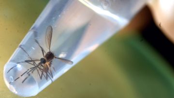 Enigma médico: hallan mosca intacta en el colon de un hombre