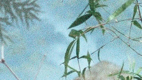 Zoológico de Washington devuelve sus pandas a China después de 23 años en EE.UU.