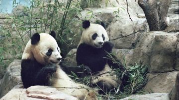 Zoológico de Washington devuelve sus pandas a China después de 23 años en EE.UU.