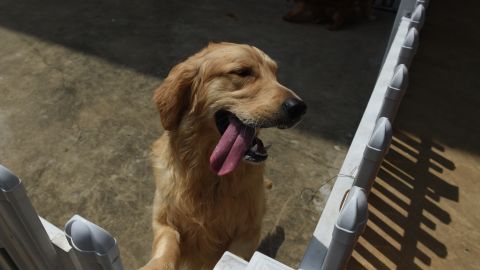 Retiran comida para perros del mercado debido a una posible contaminación por salmonella