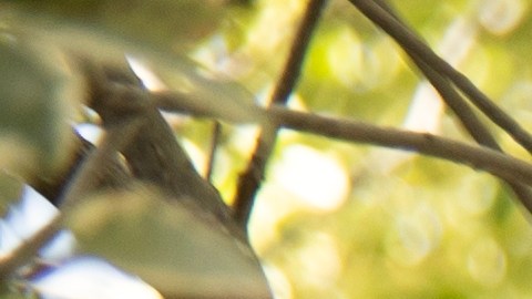 Gustavo Santaolalla prepara el quinto disco de Bajofondo. Foto: Piper Ferguson