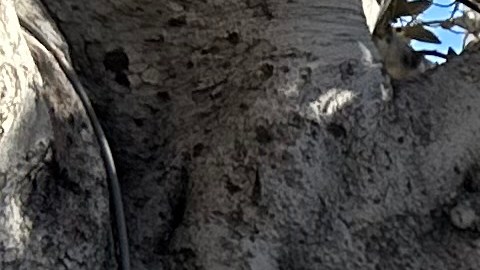 Arturo Chávez, gerente la Placita Olvera muestra  el lugar vacío donde iba una placa de bronce que se robaron. (Araceli Martínez/La Opinión)