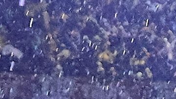 Plantila del Club América durante el Torneo Apertura 2023 de la Liga MX.