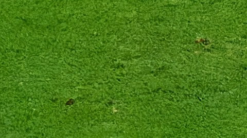 Selección de México.