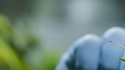 El cannabis y la salud cardiovascular: qué dice un nuevo estudio
