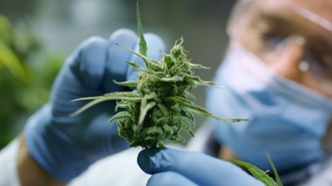 El cannabis y la salud cardiovascular: qué dice un nuevo estudio