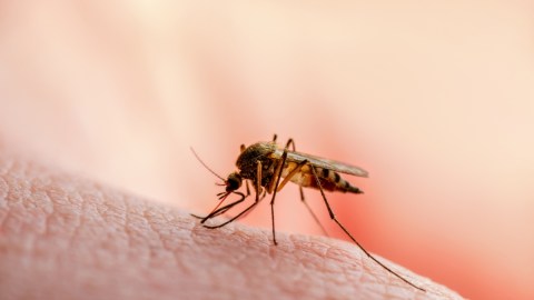 FDA aprueba la primera vacuna contra el chikungunya