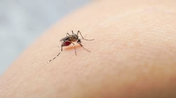 Más de 1,500 muertes por dengue se han registrado en Bangladesh