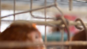 Gripe aviar: casi un millón de pollos serán sacrificados en Minnesota