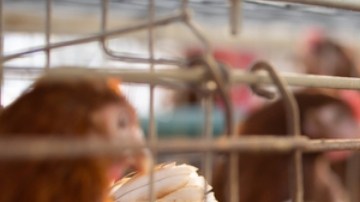 Gripe aviar: casi un millón de pollos serán sacrificados en Minnesota