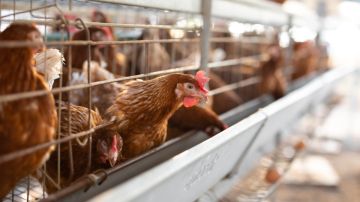Gripe aviar: casi un millón de pollos serán sacrificados en Minnesota
