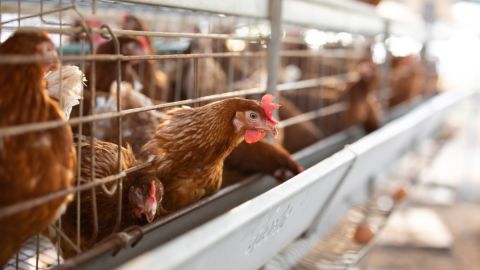 Gripe aviar: casi un millón de pollos serán sacrificados en Minnesota