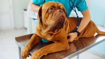Nuevos detalles sobre la rara enfermedad que está afectando a los perros en EE.UU.