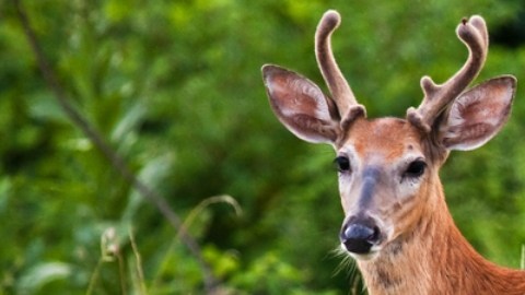Encuentran el primer caso de la enfermedad del "venado zombi": de qué se trata