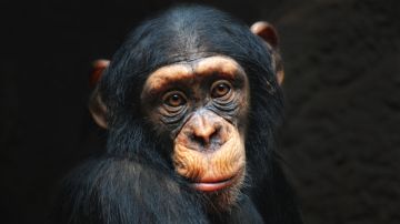 Un chimpancé causó el primer contagio de VIH a un humano: qué debemos saber