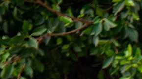 México espera recibir 11 millones de peregrinos que venerarán a la Virgen de Guadalupe