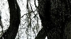 Pareja de Florida con más de 100 animales en su propiedad arrestada por abuso animal