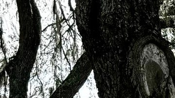 Pareja de Florida con más de 100 animales en su propiedad arrestada por abuso animal