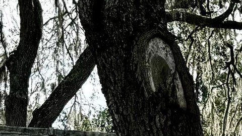Pareja de Florida con más de 100 animales en su propiedad arrestada por abuso animal