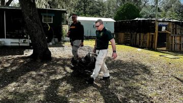 Pareja de Florida con más de 100 animales en su propiedad arrestada por abuso animal