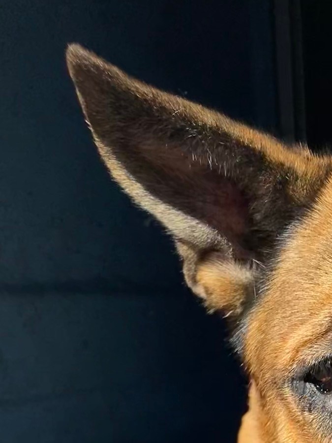 Pareja de Florida con más de 100 animales en su propiedad arrestada por abuso animal