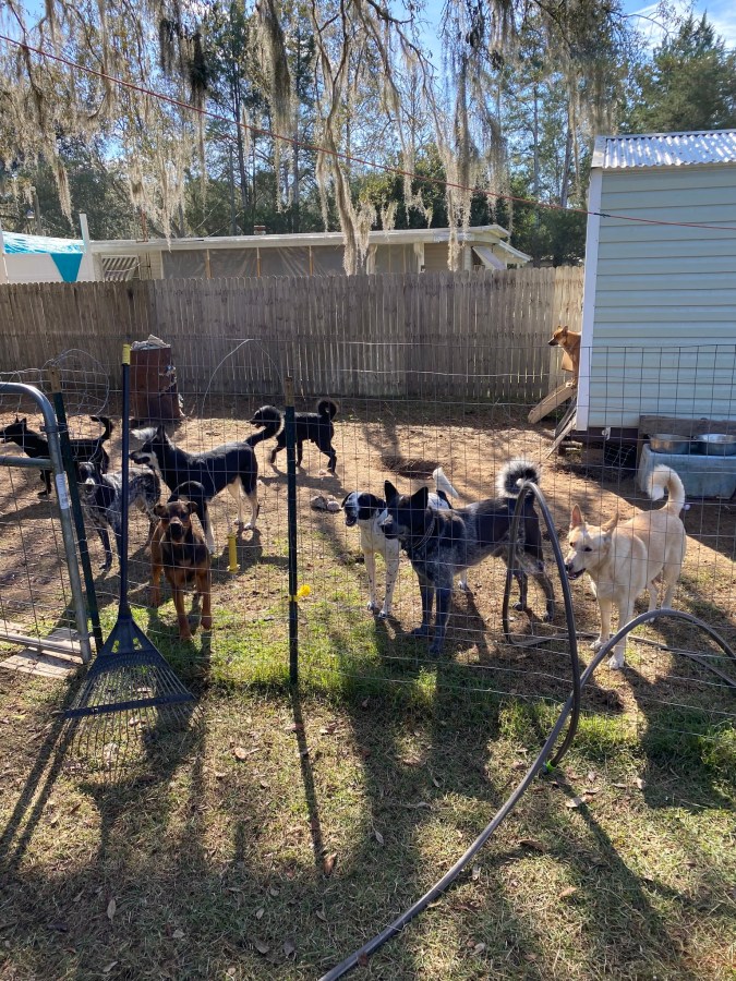 Pareja de Florida con más de 100 animales en su propiedad arrestada por abuso animal