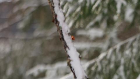 El estudio también da algunos consejos sobre cómo enfrentarse a preguntas curiosas de los niños, especialmente cuando no están preparados para renunciar a sus ideas.