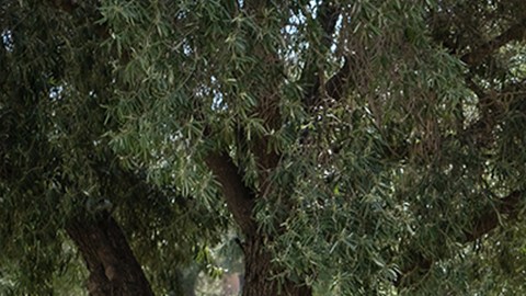 "Familia" transcurre alrededor de una comida en la finca familiar en el Valle de Guadalupe.