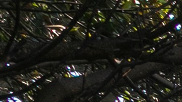 LOS ANGELES, CA - OCTOBER 28: Firefighters hose down a house burning in the Getty Fire on October 28, 2019 in Los Angeles, California. Reported at 1:30 a.m., the fire quickly burned 600 acres and several homes and forced evacuations in an area near the Getty Center. (Photo by David McNew/Getty Images)