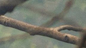 Trees smolder and burn in Division Echo Echo of the Bootleg Fire on July 25, 2021 in the Fremont-Winema National Forest of Oregon. - the "Bootleg Fire" in Oregon, which started on July 6, 2021 near Beatty, Oregon, has burned in the space of two weeks the equivalent of the city of Los Angeles in vegetation and forests. (Photo by Mathieu Lewis-Rolland / AFP) (Photo by MATHIEU LEWIS-ROLLAND/AFP via Getty Images)