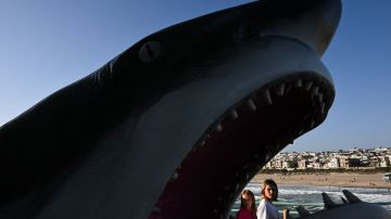 Mujer de Boston muere en ataque de tiburón mientras practicaba remo en Bahamas