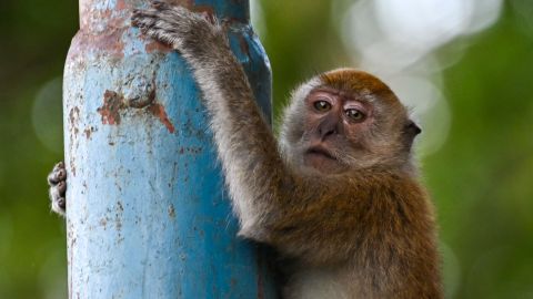 Hombre de Wisconsin es sentenciado a un año de prisión por crueldad animal