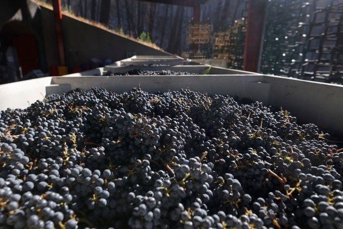 ST HELENA, CALIFORNIA - SEPTEMBER 30: Freshly picked Cabernet Sauvignon grapes sit in a bin at Hunnicutt Wine Co. on September 30, 2021 in St Helena, California. One year after the 67,000 acre Glass Fire burned through the Napa Valley, the 2021 harvest is underway and nearing completion. (Photo by Justin Sullivan/Getty Images)