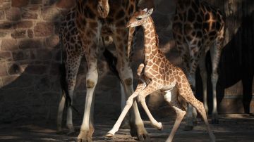 Bebé jirafa muere después de haber sido asustada mientras era amamantada en Zoológico de Carolina del Norte
