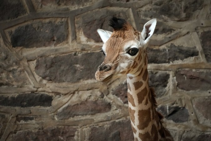 Bebé jirafa muere después de haber sido asustada mientras era amamantada en Zoológico de Carolina del Norte