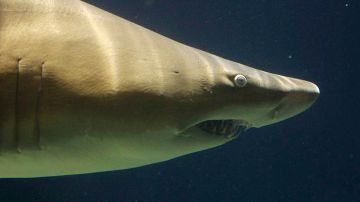 Turista canadiense muere por ataque de tiburón en playa de México