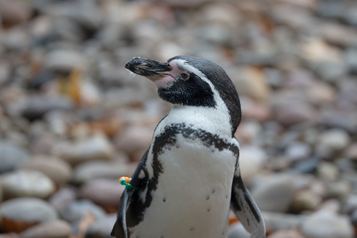 La humanidad ya ha extinguido 1.430 especies de aves