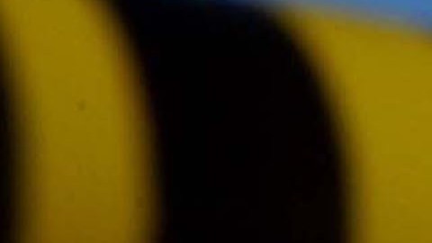 Universidad de Arizona anuncia "blindaje" después del intento de secuestro de una estudiante