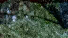 Sospechoso acusado formalmente del asesinato de la presidenta de la sinagoga de Detroit