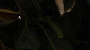 Un tanque Merkava desplegado en un kibutz en la región norte de Kiryat Shmona, cerca de la frontera de Israel con el Líbano.